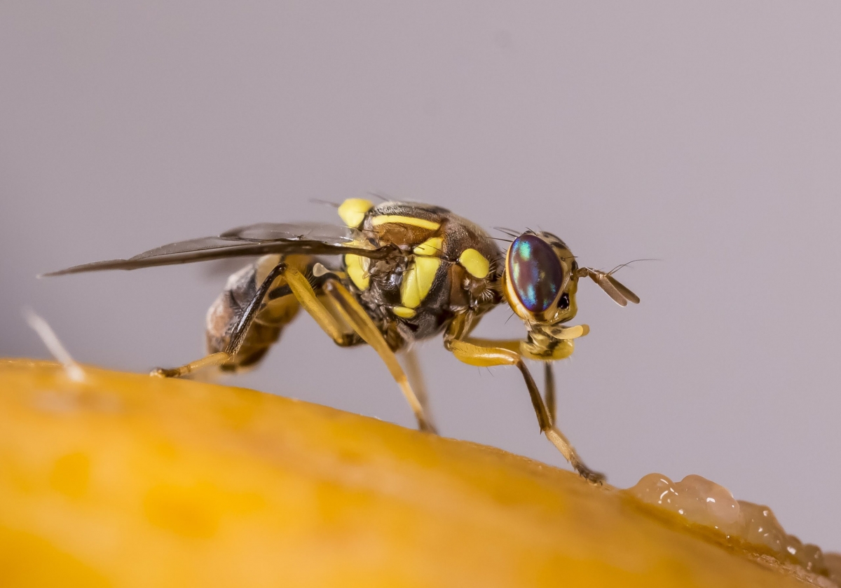 La Unió alerta de una nueva amenaza para los cítricos: detectan en Cantabria la mosca oriental de la fruta