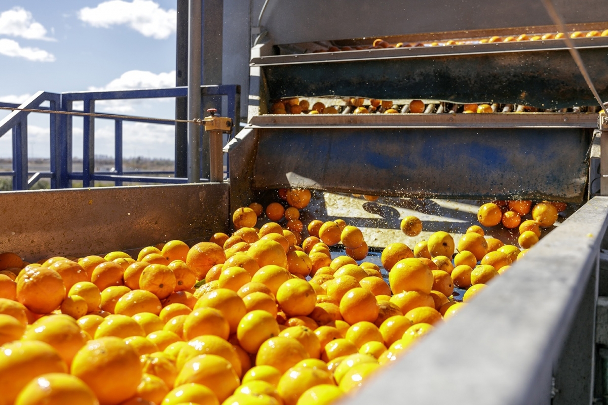 Imagen de archivo de naranjas. - Foto: CGC Imagen de archivo de naranjas.