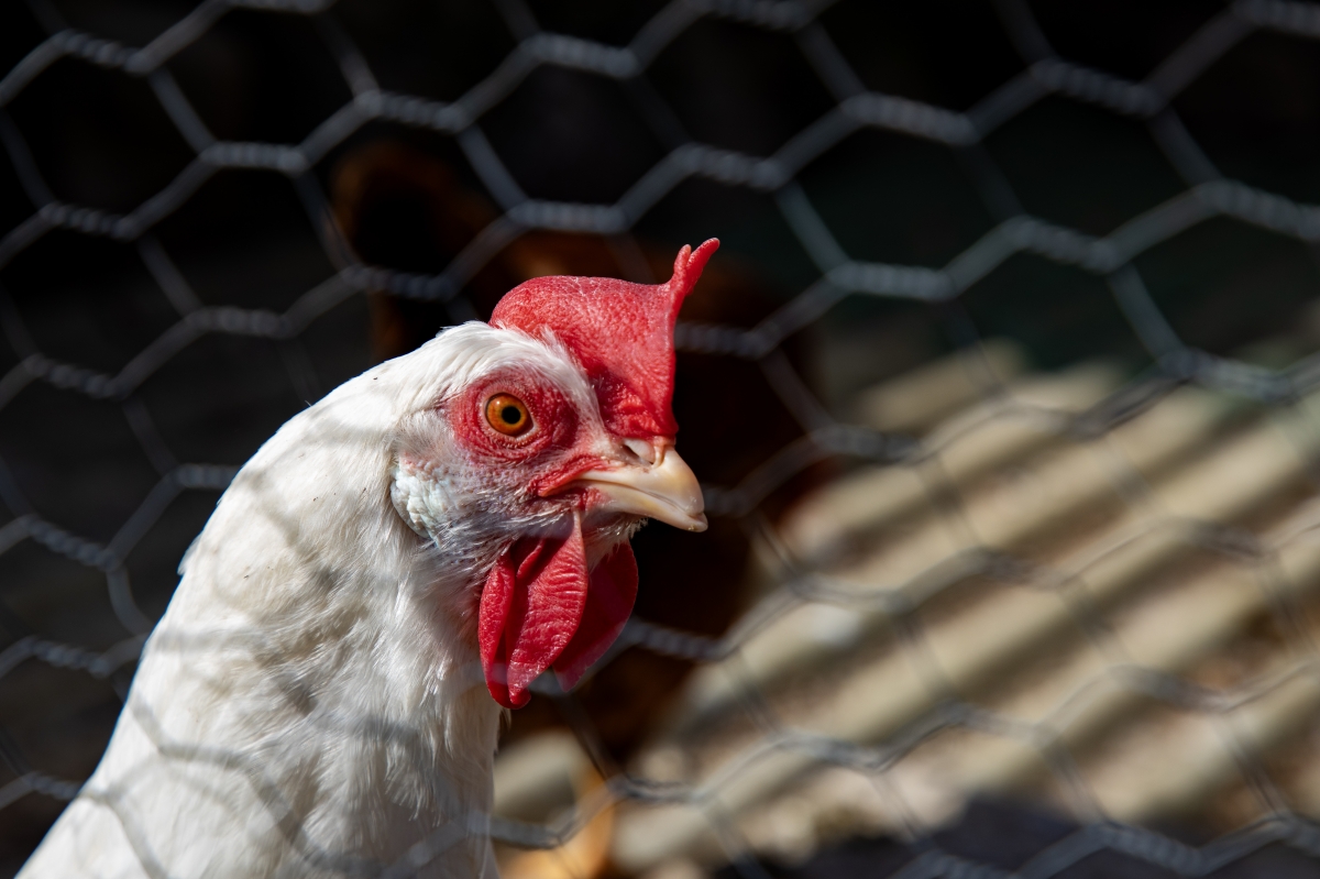 Ni gallos ni gallinas: Torrevieja quiere dejar de cacarear en sus calles antes de 2027