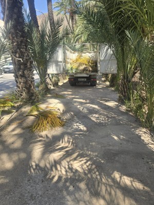 Orihuela refuerza los trabajos de mantenimiento y limpieza en el Palmeral