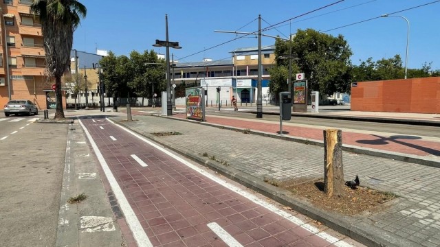 Compromís pide un plan urgente de plantación para recuperar arbolado en barrios 