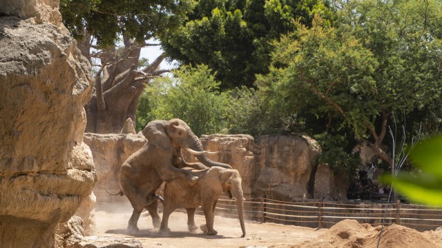 El último elefante macho llegado a Bioparc València logra copular ya con las hembras