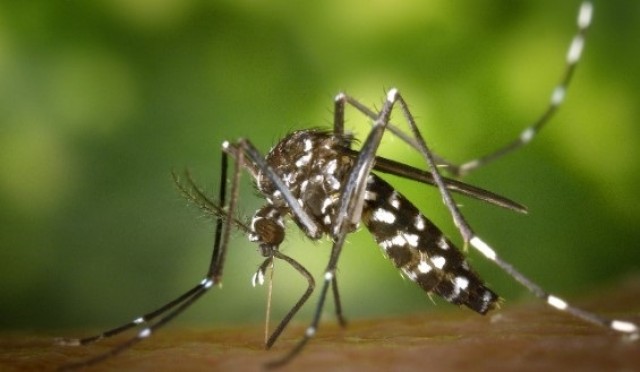 Estudio liderado por el CSIC muestra que el mosquito tigre no supone un riesgo en la transmisión de la malaria aviar