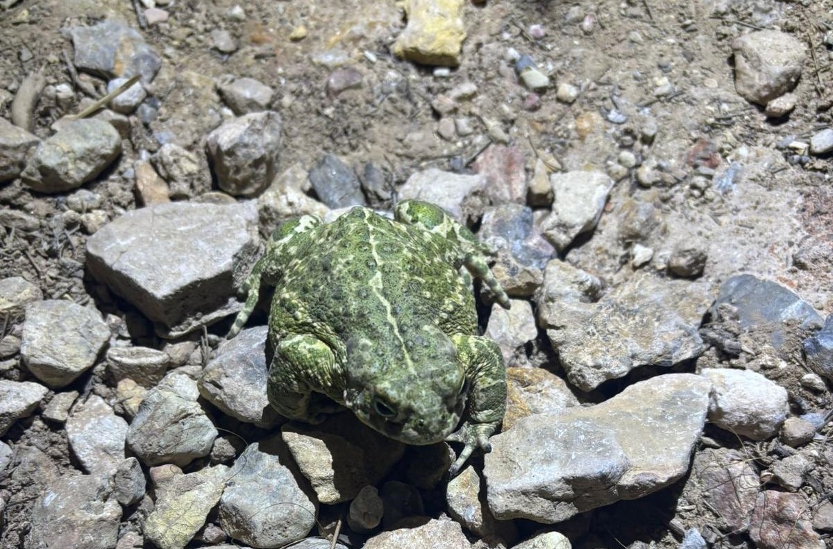 Un sapo en la Sierra del Miravete.