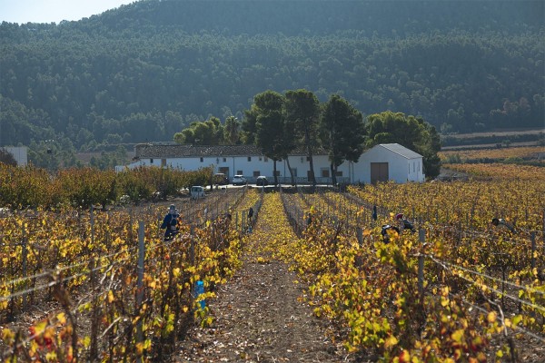 La DO Valencia arrasa en la Guía Peñín con 71 vinos calificados de ‘extraordinarios’ o ‘excelentes’