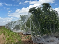 Los ejes de las ayudas del Consell a los cítricos: reconversión varietal, enmallado contra la pinyolà y compensaciones por el Trips de Sudáfrica 