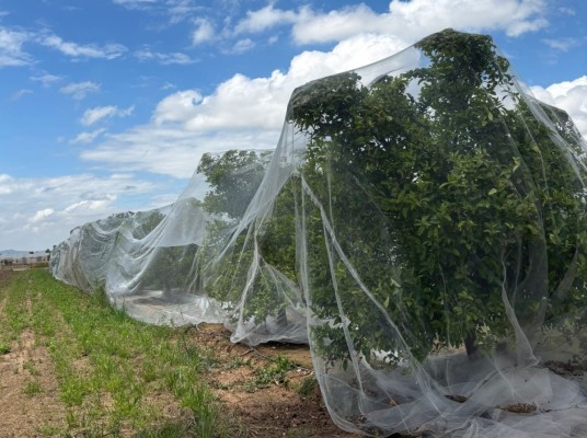 Los ejes de las ayudas del Consell a los cítricos: reconversión varietal, enmallado contra la pinyolà y compensaciones por el Trips de Sudáfrica 