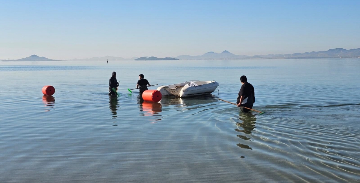 Los Alcázares prueba la retirada manual de Caulerpa en Los Narejos para frenar su expansión en el Mar Menor