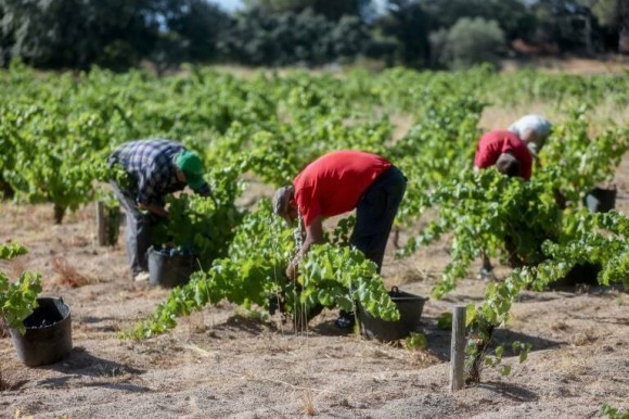 El cambio climático apuntala un calor que revela la vulnerabilidad de la cosecha europea