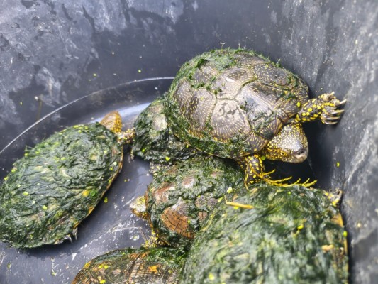 El Projecte Emys localitza divuit tortugues autòctones al Tancat de la Pipa