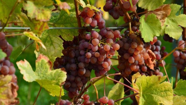 Bruselas prolonga un año los permisos para plantar vides tras sequías y lluvias excesivas
