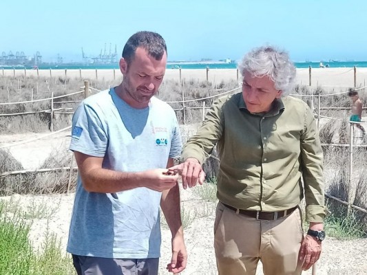 El chorlitejo patinegro afectado por los vertidos de El Saler, libre tras su recuperación