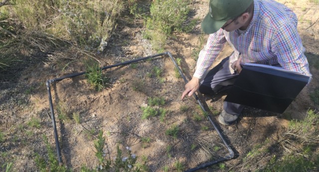 Constatan la presencia de una especie de planta singular en el Serral de Yecla
