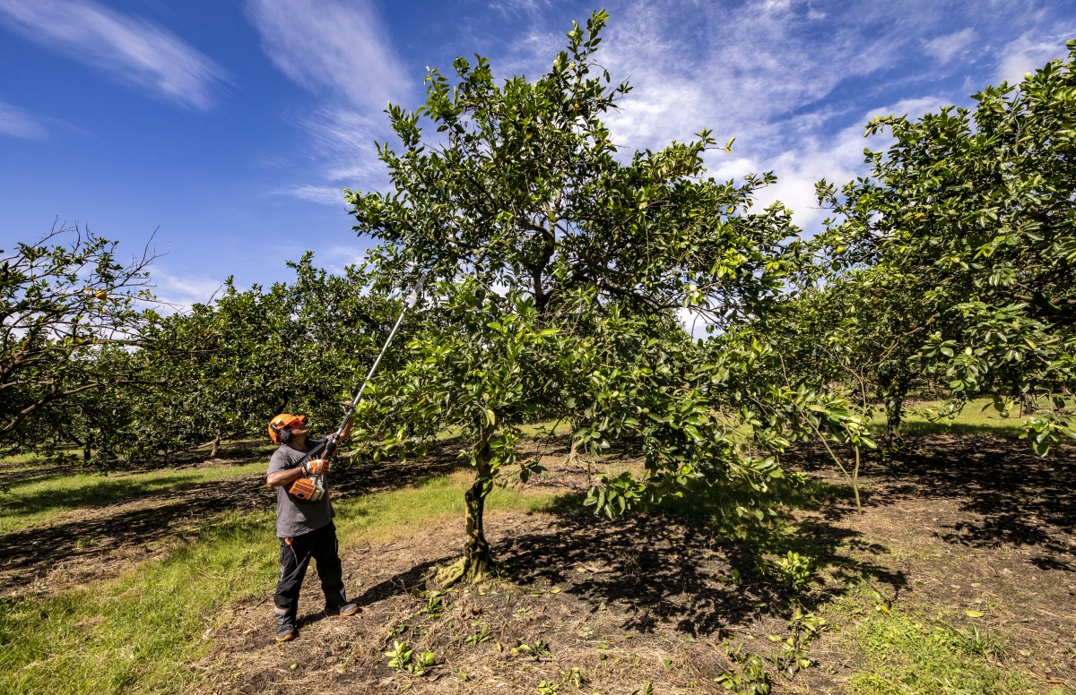  - Foto: STIHL