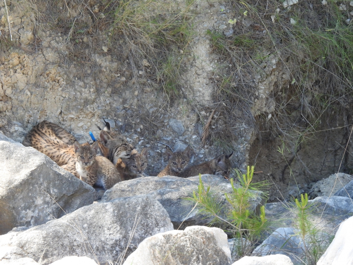 Nacimiento de linces en Lorca - Foto: CARM Nacimiento de linces en Lorca
