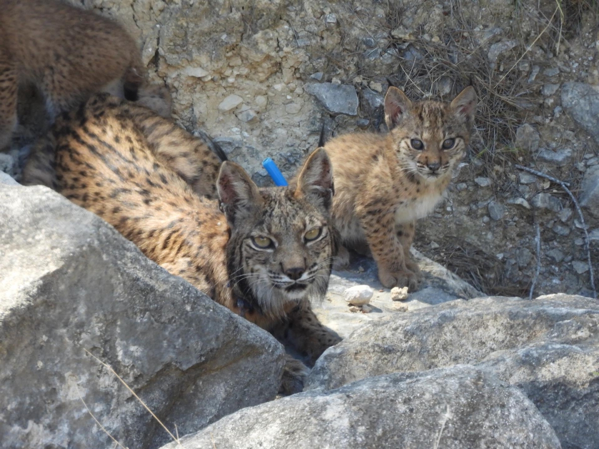 Estos son los cuatro cachorros 'lorquinos' de lince ibérico que han nacido en libertad