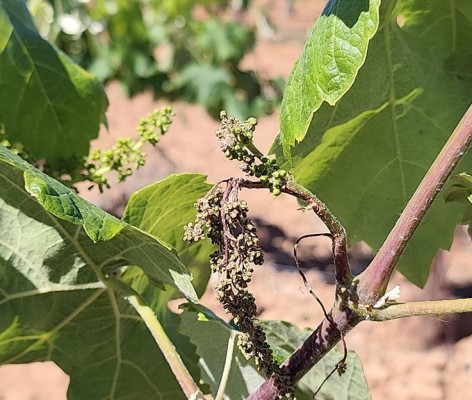 Agroseguro hará peritaciones rápidas en más de 3.000 parcelas de viñedos afectadas por marchitez fisiológica