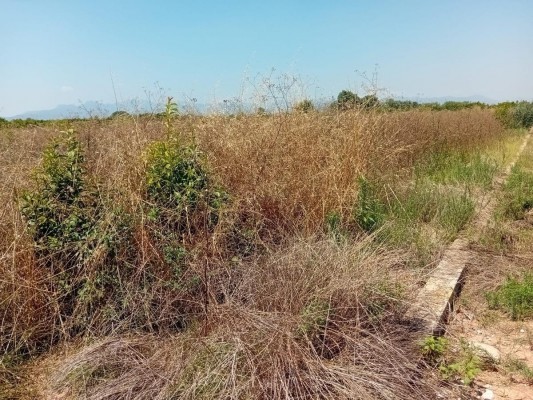 La Unió pide al Consell un plan urgente ante el abandono de parcelas agrarias por su impacto fitosanitario y ambiental
