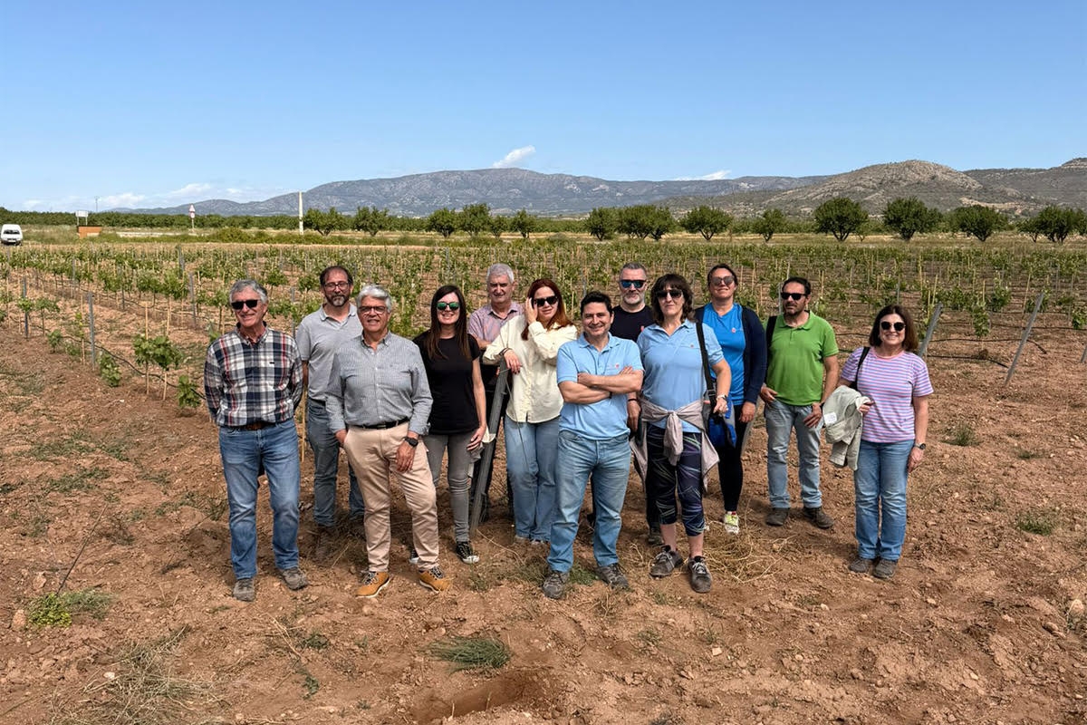 La DOP Alicante investiga las mejores monastrelles en un proyecto único de selección clonal