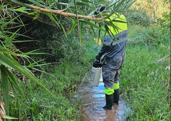 Canet redobla sus esfuerzos contra las plagas de mosquitos ante un verano que puede ser 