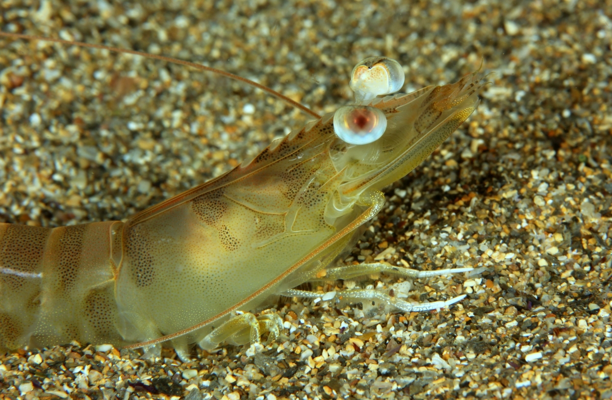 El langostino del Mar Menor engorda su valor y dispara el optimismo del sector pesquero de cara al verano