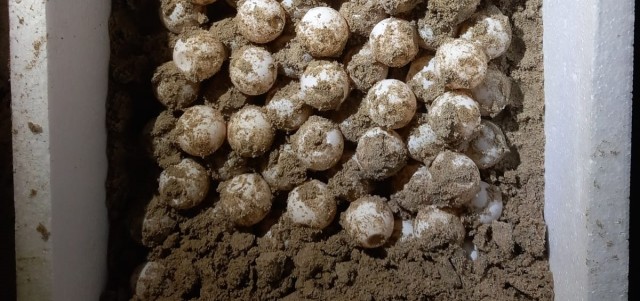 El primer anidamiento de tortuga boba en la Región esta temporada deja 101 huevos en El Pedruchillo de La Manga

