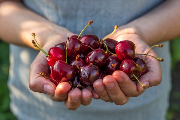 Cerezas: pequeñas, frescas y con mucho juego
