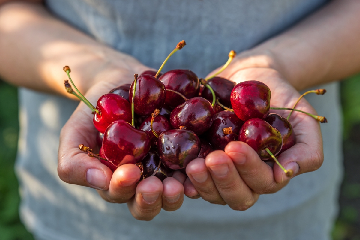 Cerezas: pequeñas, frescas y con mucho juego