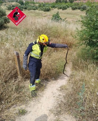 Los bomberos rescatan a una serpiente del interior del aparador de una casa de Alcoi