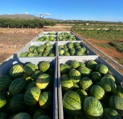 El precio de la sandía en los campos valencianos se desploma un 38% esta campaña según La Unió