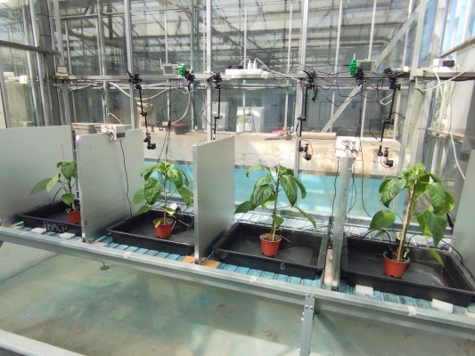 El Instituto valenciano de Biología Celular descifra los ultrasonidos que emiten las plantas cuando tienen sed