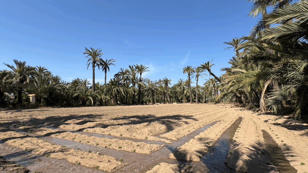 El Ayuntamiento de Elche planta 25.000 tagetes en huertos históricos para la Batalla de las Flores