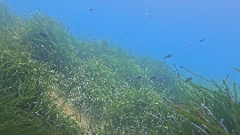 La nueva edición del proyecto de la UJI en Ibiza amplía zonas y líneas de estudio sobre contaminación marina
