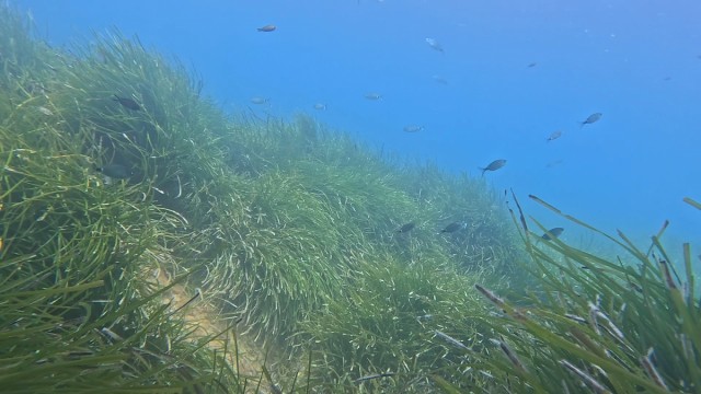 La nueva edición del proyecto de la UJI en Ibiza amplía zonas y líneas de estudio sobre contaminación marina
