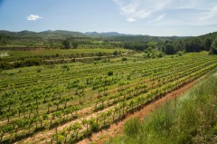 GO Viver: un proyecto para la prevención de incendios forestales a través de cortafuegos verdes