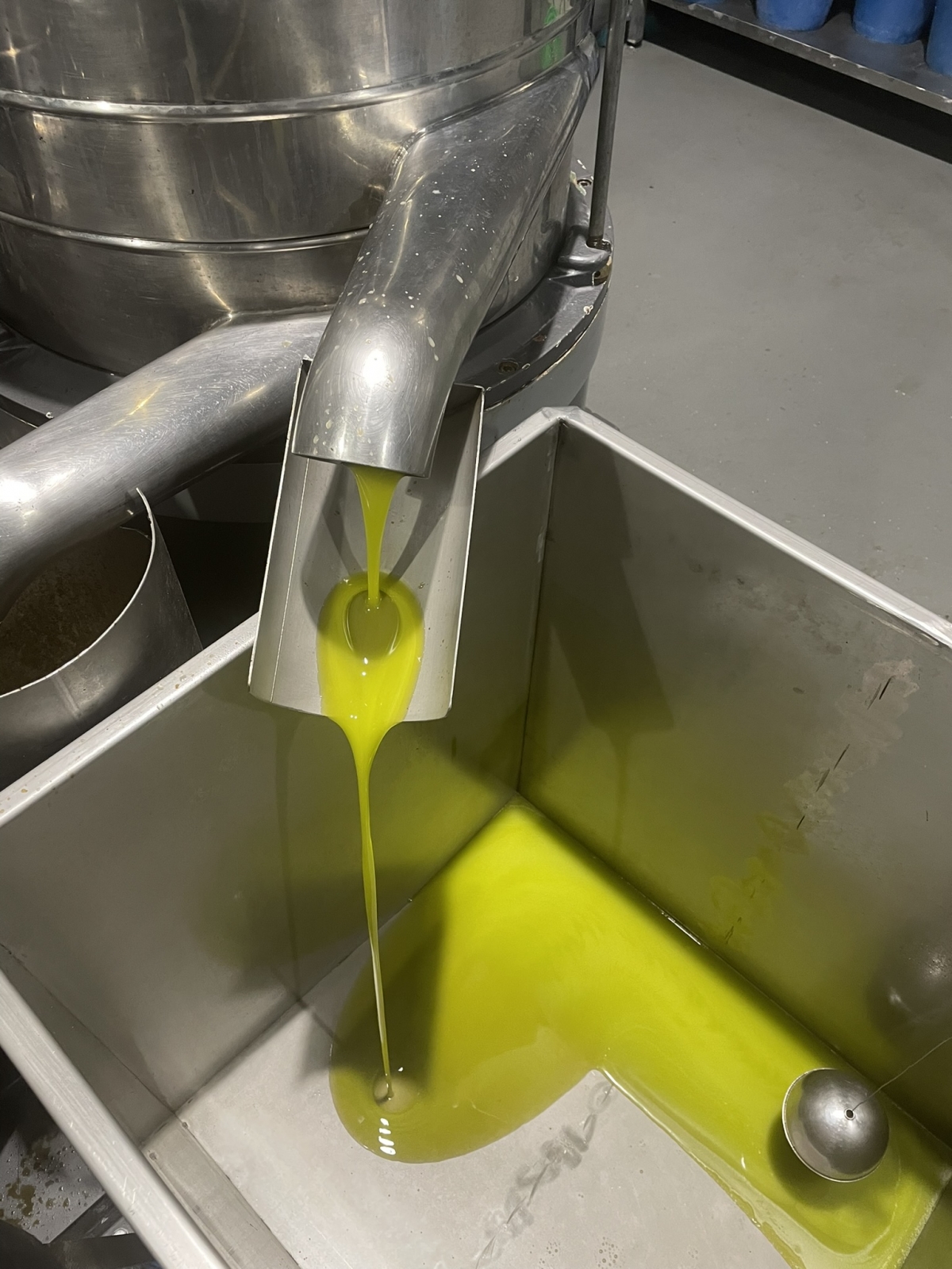 Elaboración de aceite AOVE en la Cooperativa de Viver.