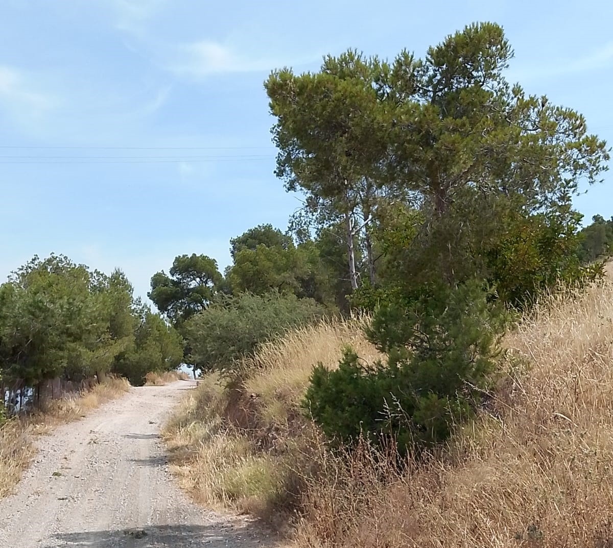 Vecinos de la pedanía murciana de Torreagüera entregan 650 firmas para salvar la Cañada Real