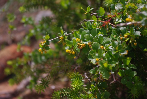 Medio Ambiente produce 5.000 plantas de 'Berberis hispanica', en peligro de extinción