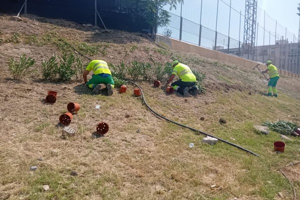 El talud de la barriada Virgen de la Caridad renace con la plantación de cipreses, romero, hiedra y flor blanca