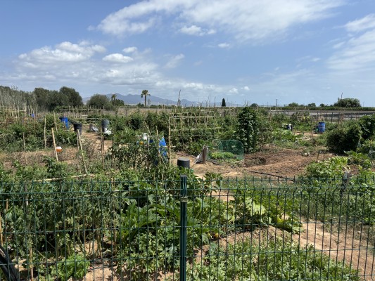 Almassora ofrece el aprovechamiento de seis parcelas del huerto urbano 


