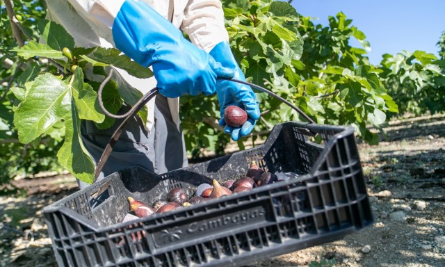 Mercadona prevé comprar 1.800 toneladas de brevas e higos a proveedores alicantinos, un 16% más