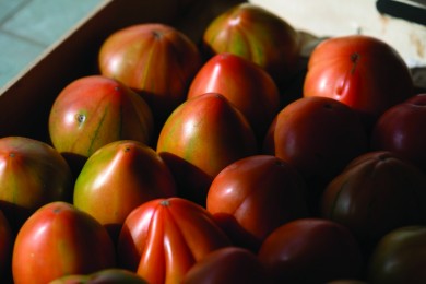 La ruta del tomate
