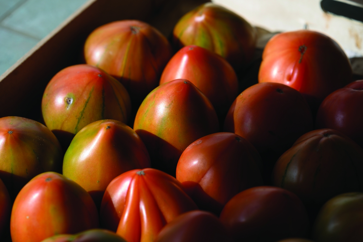 La ruta del tomate