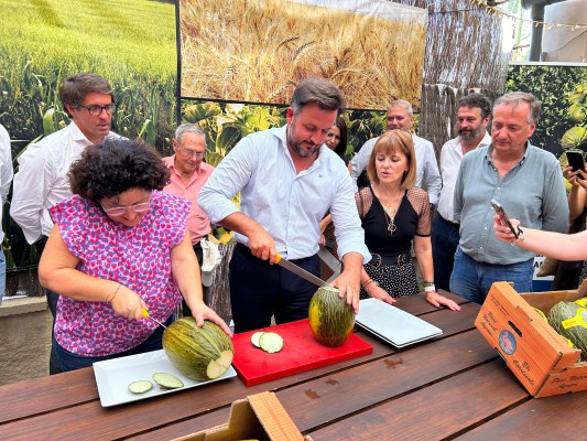 El melón de Carrizales aumenta este año hasta los 400.000 kilos, pero aún por debajo de campañas previas