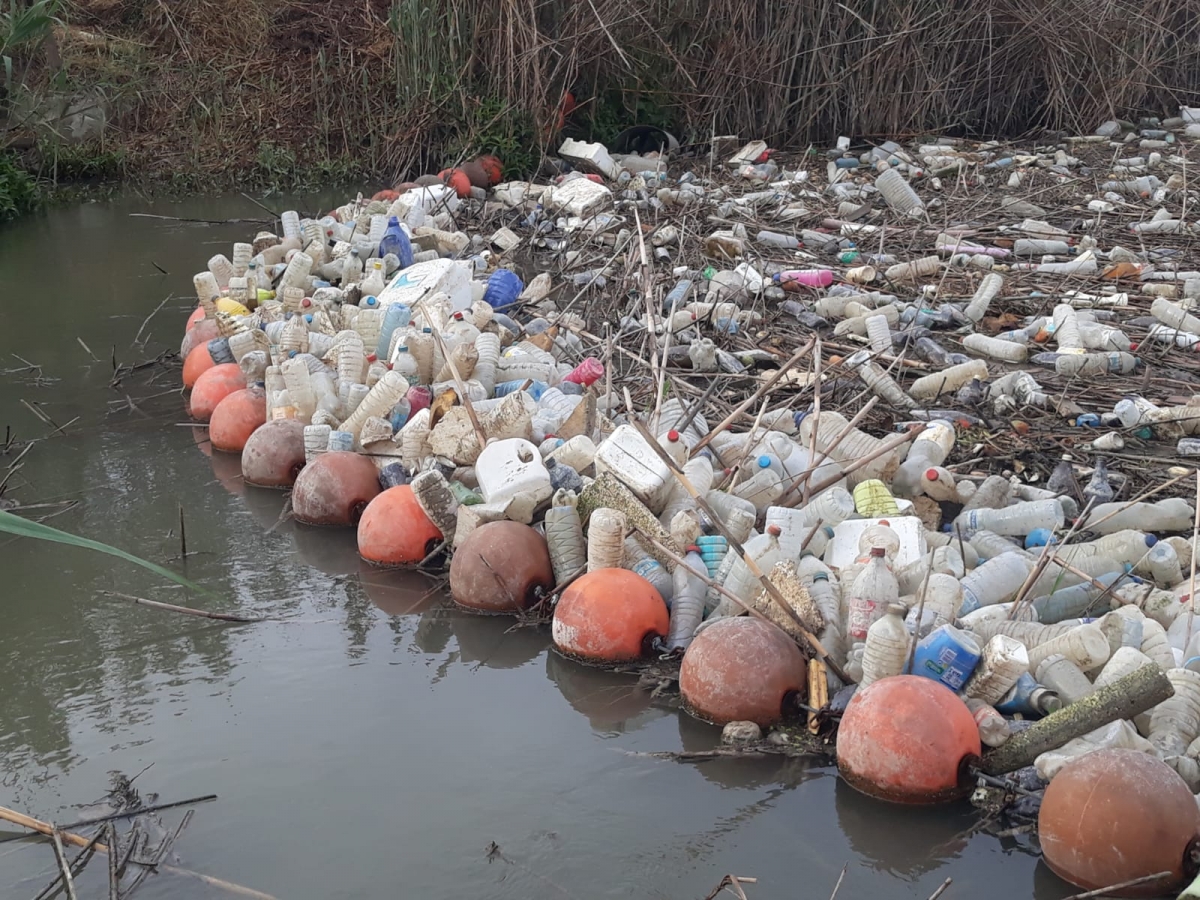 La CHS busca empresas para retirar cañas y otros residuos flotantes del río Segura