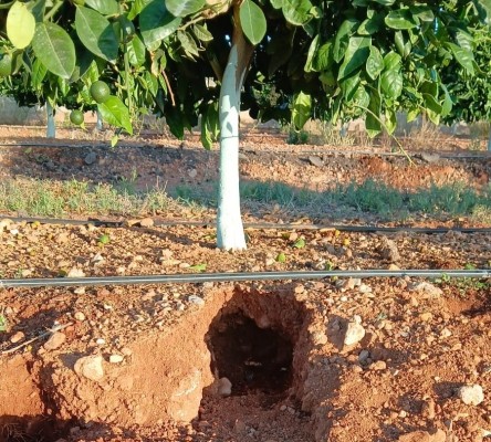 La plaga de conejos golpea a los cítricos en Castellón: La Unió estima sobrecostes de hasta 1.380 euros por hectárea
