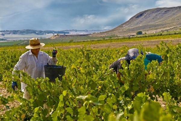 La jumillana Bodegas Juan Gil ficha a Interpath para explorar la entrada de un inversor externo