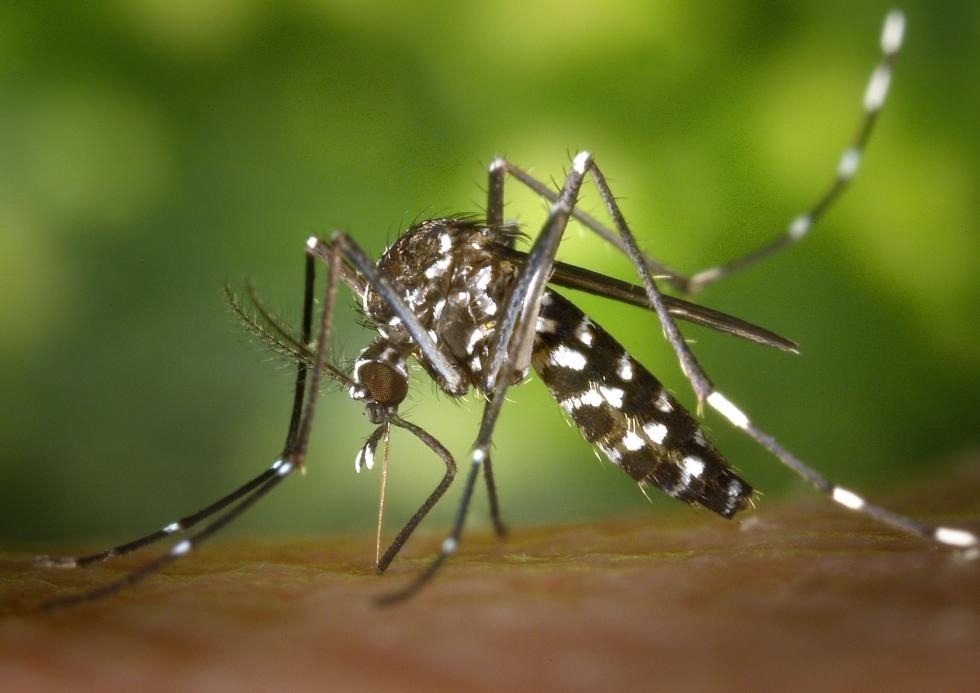Sanidad refuerza la vigilancia y control de las enfermedades transmitidas por mosquitos o garrapatas
