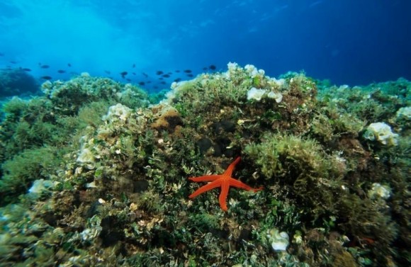 El Ministerio y la Región de Murcia renuevan la gestión compartida de las reservas marinas de interés pesquero