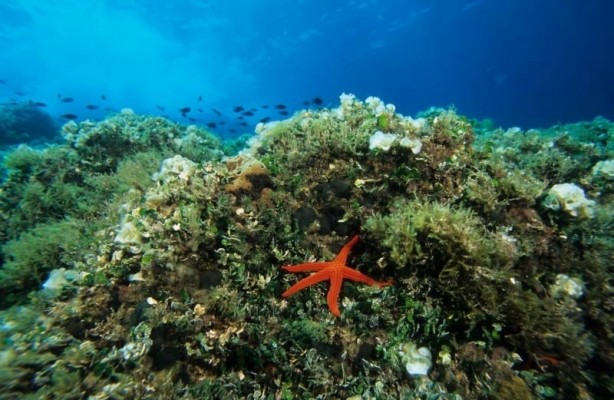 El Ministerio y la Región de Murcia renuevan la gestión compartida de las reservas marinas de interés pesquero